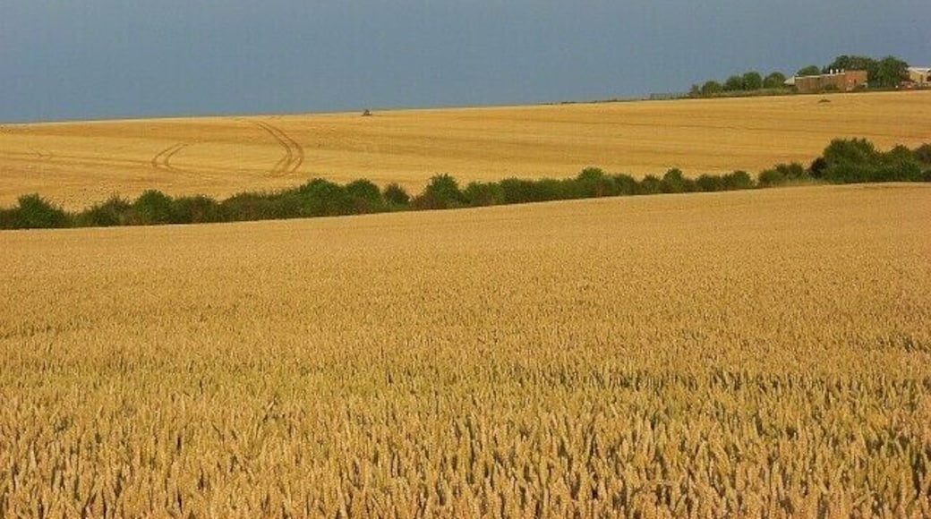 Farmland, Haxton The road running from north to south passes between these fields of wheat and harvested barley. The buildings are on the edge of Netheravon Airfield.