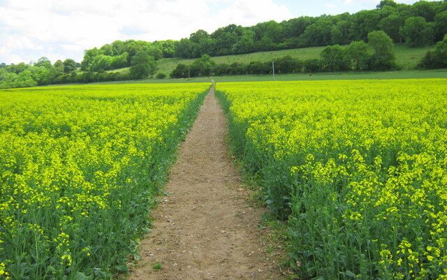 The Public Footpath Having crossed the River Kennet and walked up the track, at the cottage this shows clearly the diagonal Public Footpath across the field of Rapeseed leading to a stile which puts you on a main trail running horizontal left to right looking at this photo.