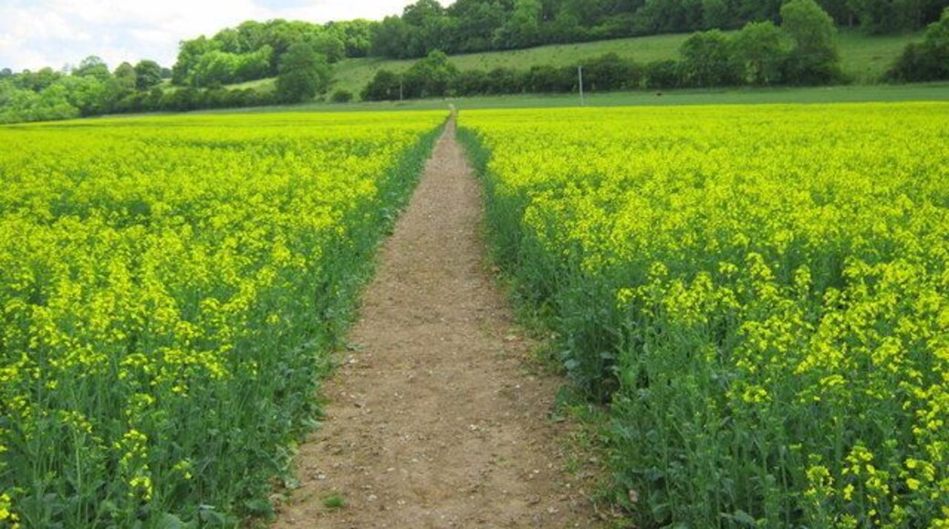 The Public Footpath Having crossed the River Kennet and walked up the track, at the cottage this shows clearly the diagonal Public Footpath across the field of Rapeseed leading to a stile which puts you on a main trail running horizontal left to right looking at this photo.