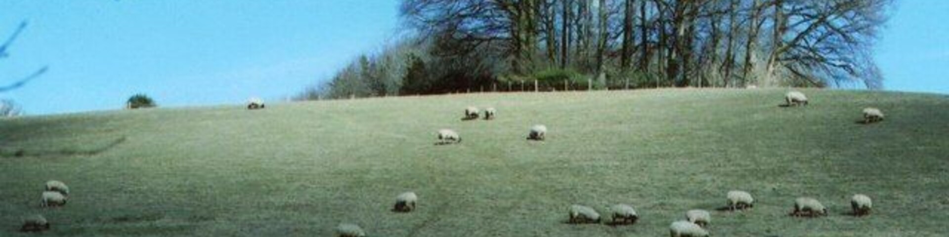 Membury Hillfort approach sheep may safely graze This is the slope up which the enemy would have had to climb in order to attack this iron-age hillfort from the south. The tops of the trees on the ramparts which surround the fort can be seen beyond the nearest tall clump. The fort itself covers an area of 34 acres and this large feature on which it stands consists of clay with flints on a chalk subsoil. Located just half a mile south-west of Membury Services on the M4 motorway, the hillfort is one of the most ancient sites in the region (the Berkshire-Wiltshire border bisects the fort). Roman-British pottery fragments were found here by excavations between 1977-87. But significant finds have also included flint artefacts from the mesolithic era (8000-4000 BC) which followed the last ice age, and flint tools from the neolithic era (4000-2000 BC) prior to the iron age. http://www.digitaldigging.co.uk/maps/wiltshire/hillforts/hillforts_ia_wiltshire_membury_hillfort.html. See other views at SU3075 and Gallery at: https://www.geograph.org.uk/gallery/iron_age_hillforts_9959