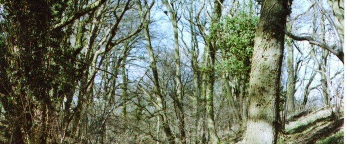 A forest with a large tree with a thick trunk and a winding path.