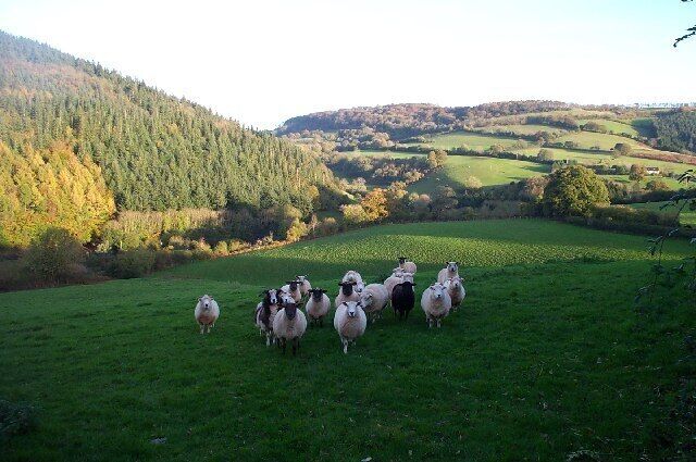 A flock of sheep grazing in a green field with rolling hills and a forested mountain in the background.