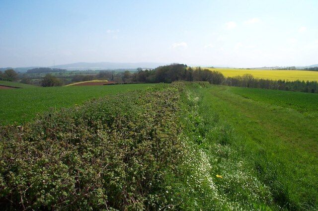 A green field with a dense shrub in the foreground and a yellow field in the background.