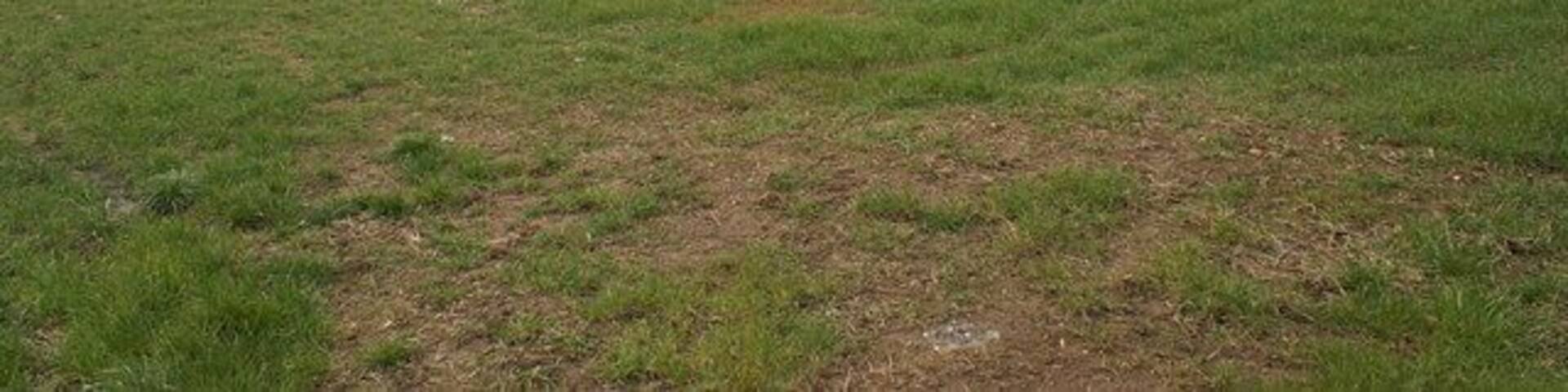 Field looking to Middlezoy.