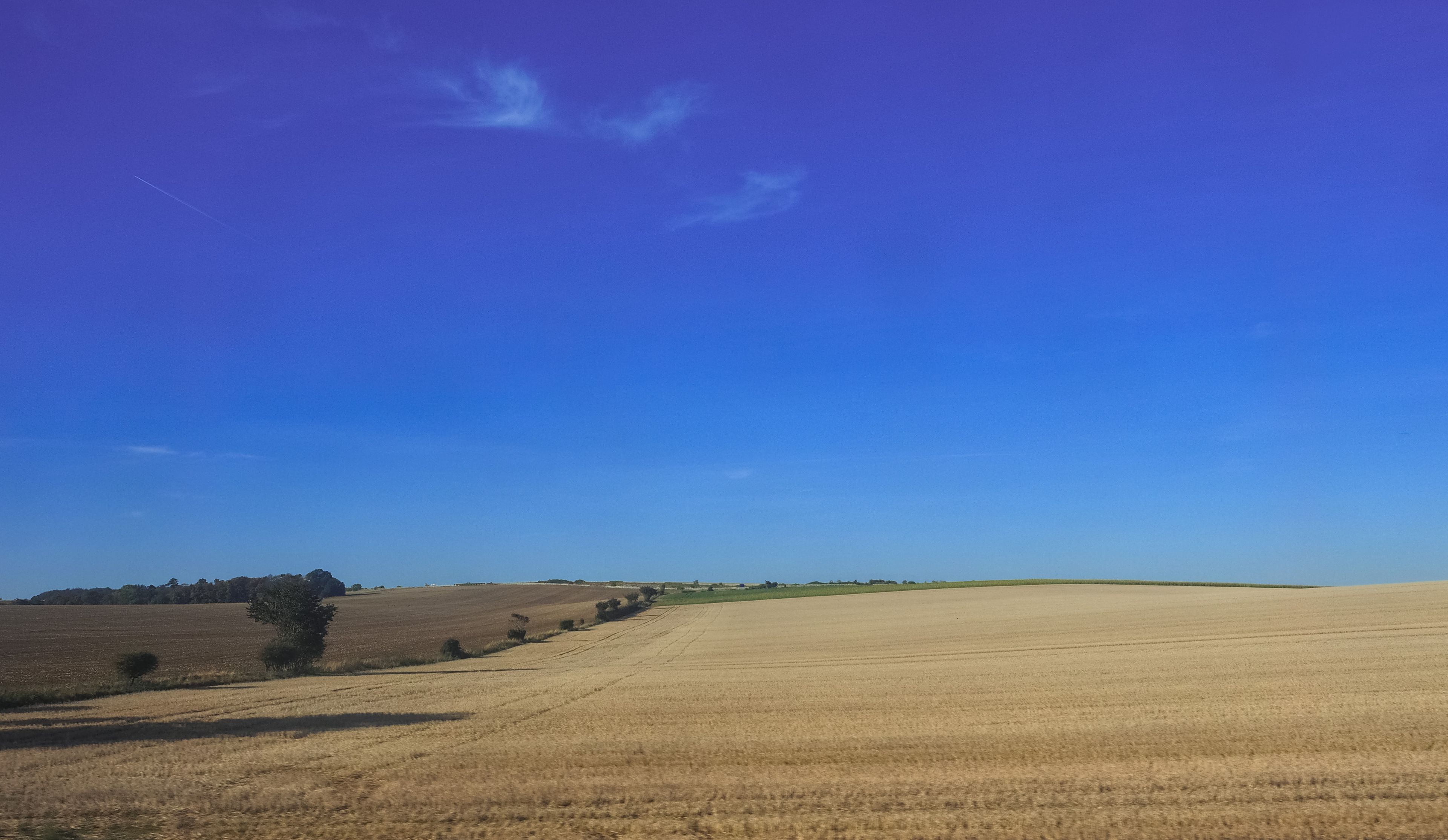 Um extenso campo de trigo dourado sob um céu azul límpido, com algumas árvores dispersas.