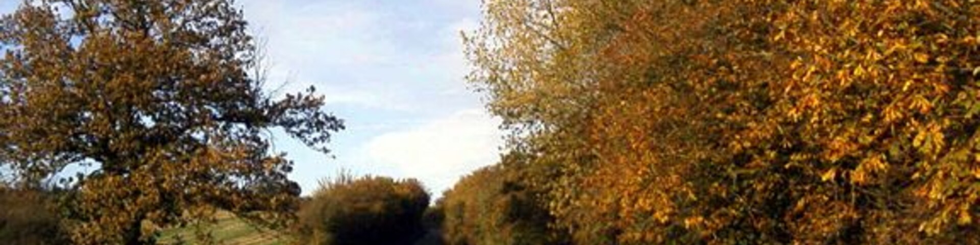 Camino rural bordeado de árboles con follaje otoñal, cielo despejado y un ciclista a lo lejos.