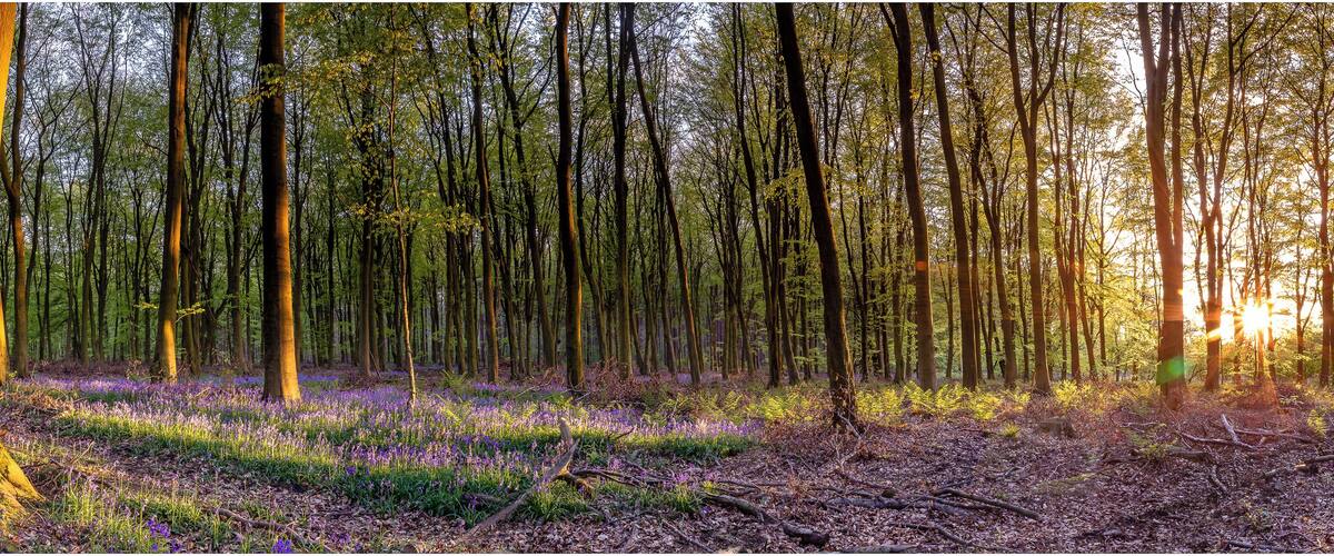 Couldn't resist taking this panoramic view of a local blue bell woods, the light that evening was stunning