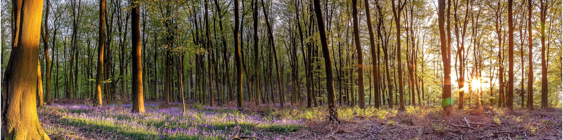 Couldn't resist taking this panoramic view of a local blue bell woods, the light that evening was stunning