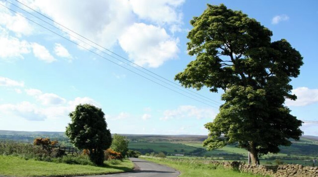 Trees frame the minor road Trees frame the minor road south off the A68 at the Manor House Inn. Pity about the phone lines ....