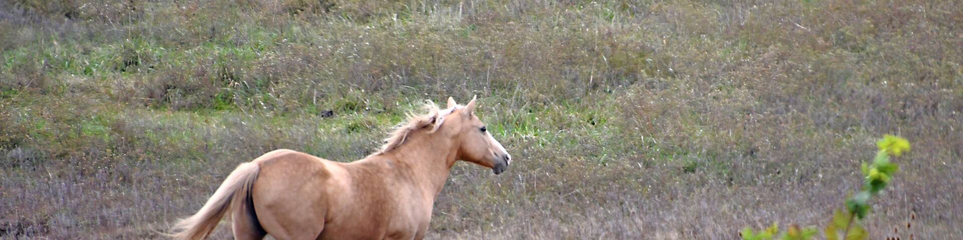 Blackwater is a small town several miles off of the Interstate. Since we were early for our motel check-in a few miles further down the highway we did what we love to do which is to exit the Interstate at a random exit and explore. The two lane road wandered through the countryside where we ran across several pastures with beautiful horses like this one. While the Interstates are a great way to get from point A to point B quickly you can't beat the back roads if you want to see the many small towns with so many things to experience, explore and of course photograph!!!