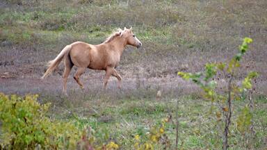 Blackwater is a small town several miles off of the Interstate. Since we were early for our motel check-in a few miles further down the highway we did what we love to do which is to exit the Interstate at a random exit and explore. The two lane road wandered through the countryside where we ran across several pastures with beautiful horses like this one. While the Interstates are a great way to get from point A to point B quickly you can't beat the back roads if you want to see the many small towns with so many things to experience, explore and of course photograph!!!