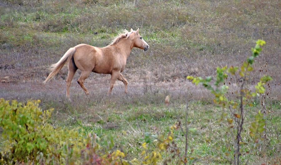 Blackwater is a small town several miles off of the Interstate. Since we were early for our motel check-in a few miles further down the highway we did what we love to do which is to exit the Interstate at a random exit and explore.  The two lane road wandered through the countryside where we ran across several pastures with beautiful horses like this one.  While the Interstates are a great way to get from point A to point B quickly you can't beat the back roads if you want to see the many small towns with so many things to experience, explore and of course photograph!!!