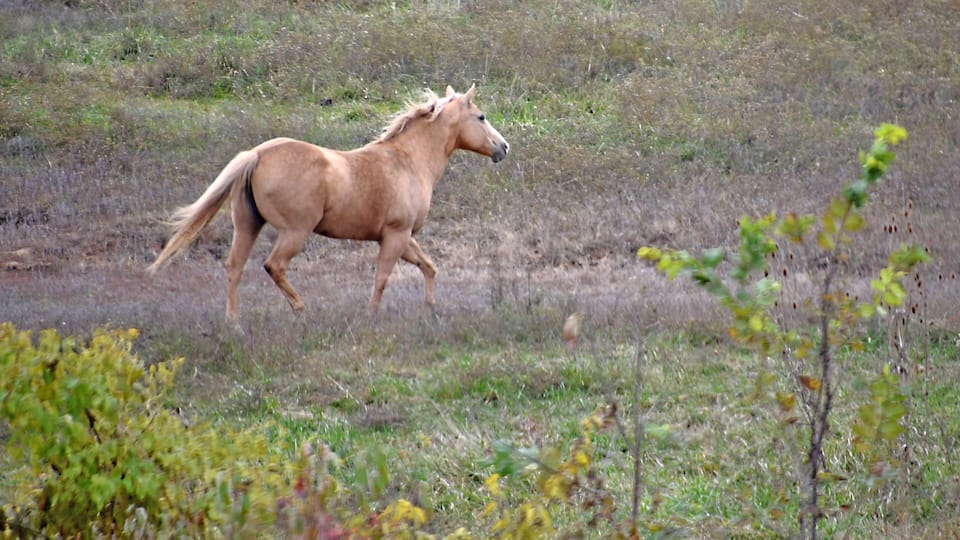 A tan horse running across a grassy field.