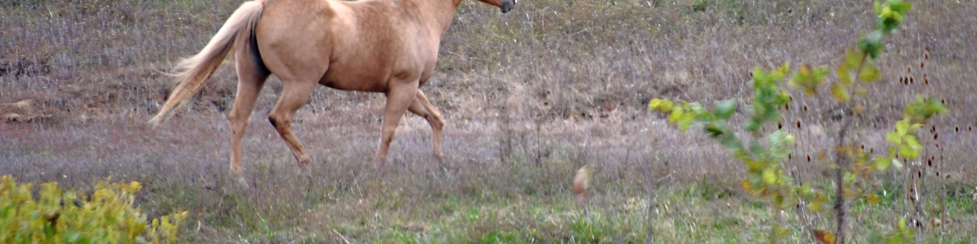 Blackwater is a small town several miles off of the Interstate. Since we were early for our motel check-in a few miles further down the highway we did what we love to do which is to exit the Interstate at a random exit and explore. The two lane road wandered through the countryside where we ran across several pastures with beautiful horses like this one. While the Interstates are a great way to get from point A to point B quickly you can't beat the back roads if you want to see the many small towns with so many things to experience, explore and of course photograph!!!