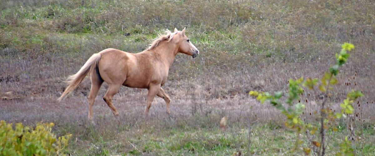 A tan horse running across a grassy field.