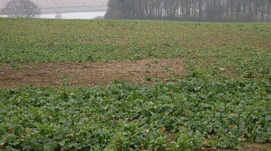 Sywell Reservoir and Trafalgar Covert. Taken from the end of a footpath leading from Earls Barton Road to Washbrook Lane.