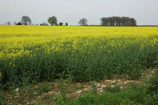 Oil seed rape, near Duntisbourne Abbots Field of oil seed rape in a field to the west of Duntisbourne Abbots.