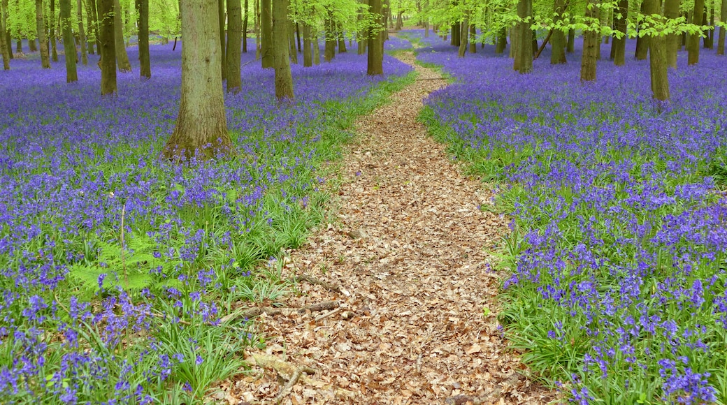 Croxley Green