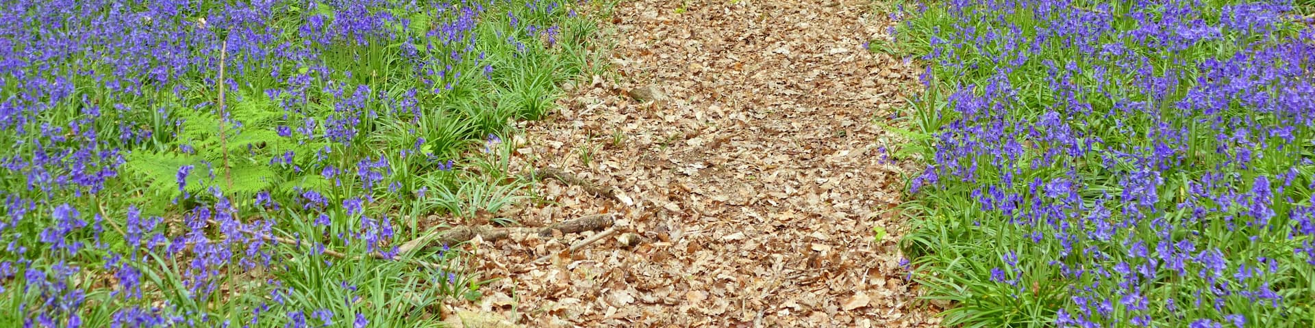A forest path covered with blue flowers, surrounded by trees.