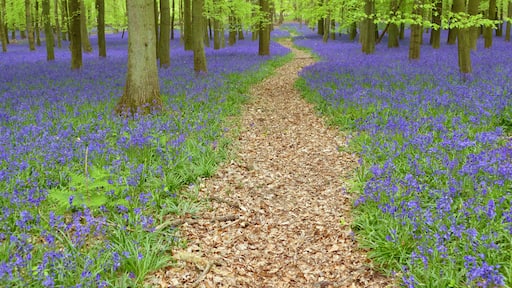 A forest path covered with blue flowers, surrounded by trees.