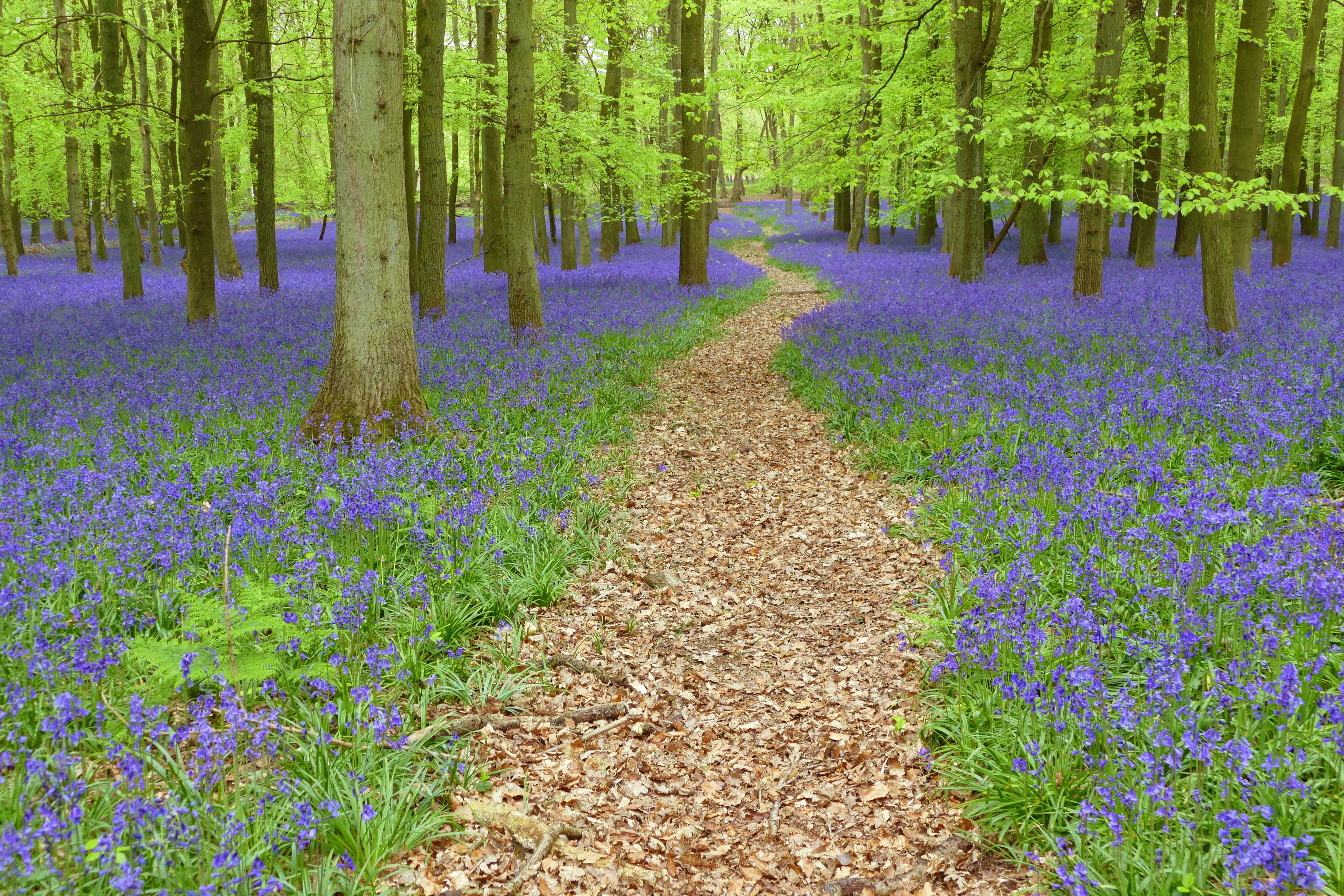 A forest path covered with blue flowers, surrounded by trees.