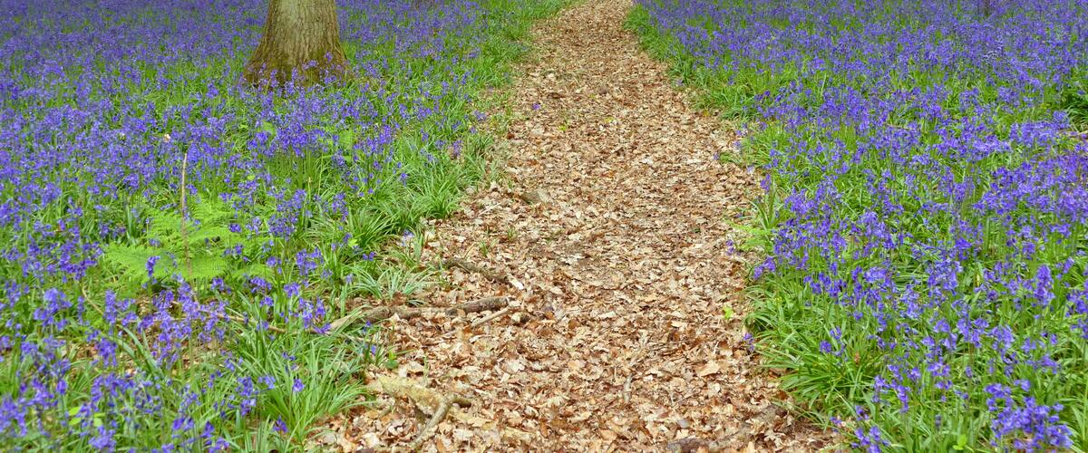 A forest path covered with blue flowers, surrounded by trees.