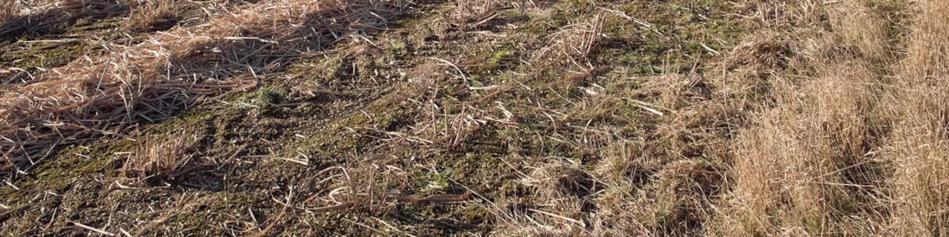 After the Miscanthus Harvest. The Miscanthus grass 1578811 grown in this field will regenerate to provide another biomass harvest next year.