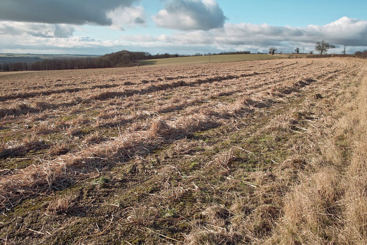 A plowed field with rows of crops, a cloudy sky, and distant trees.