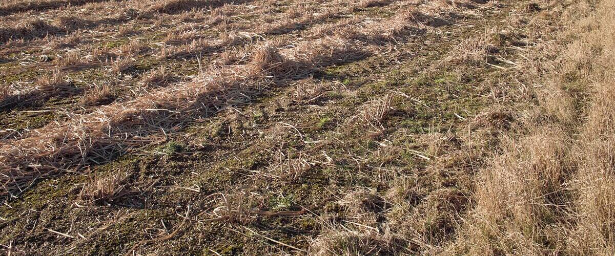 A plowed field with rows of crops, a cloudy sky, and distant trees.