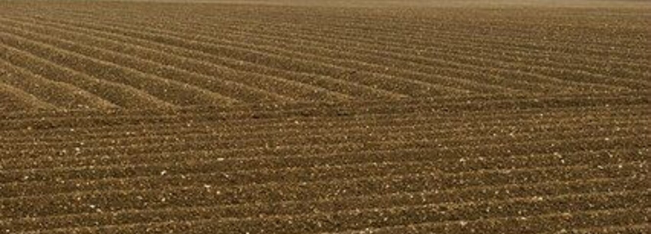 Un extenso campo agrícola con hileras de cultivos bajo un cielo nublado.