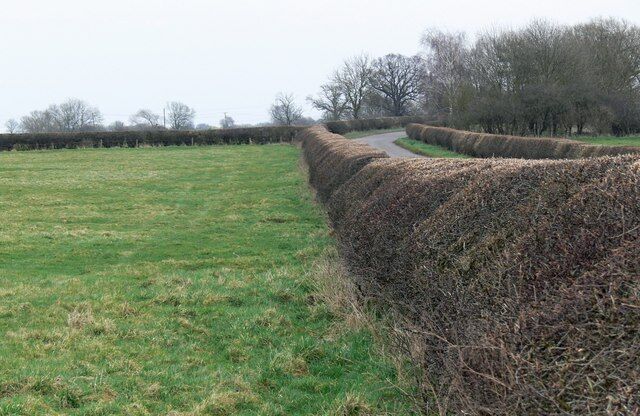 Hedgerow along Asfordby Road