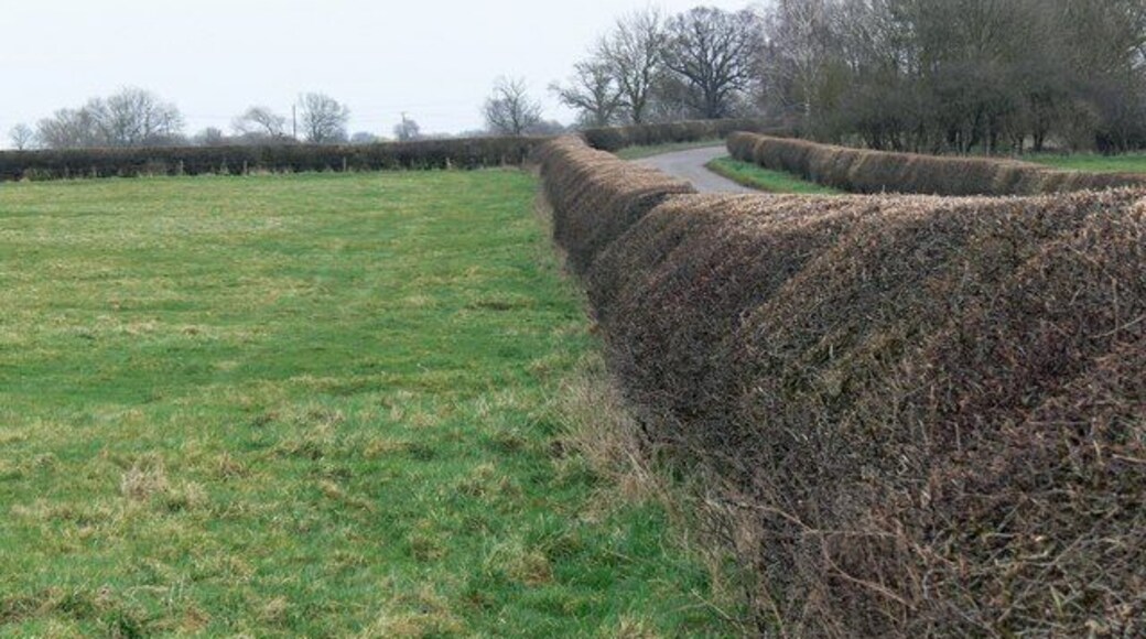 Hedgerow along Asfordby Road