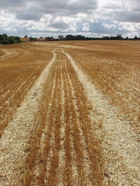Um extenso campo de trigo com um trilho de trator.