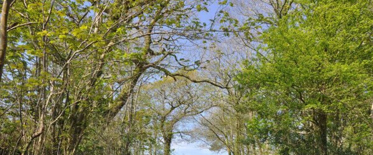 A narrow country road flanked by lush greenery and trees.