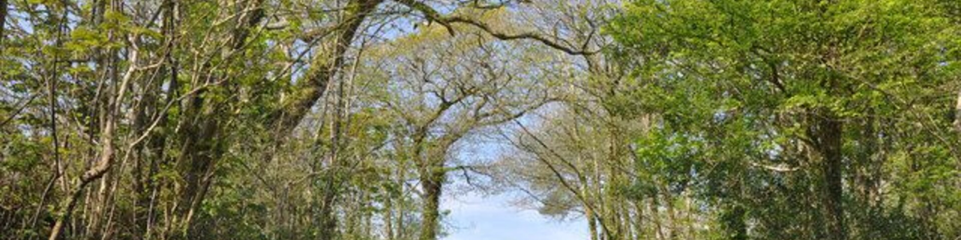 A narrow country road flanked by lush greenery and trees.