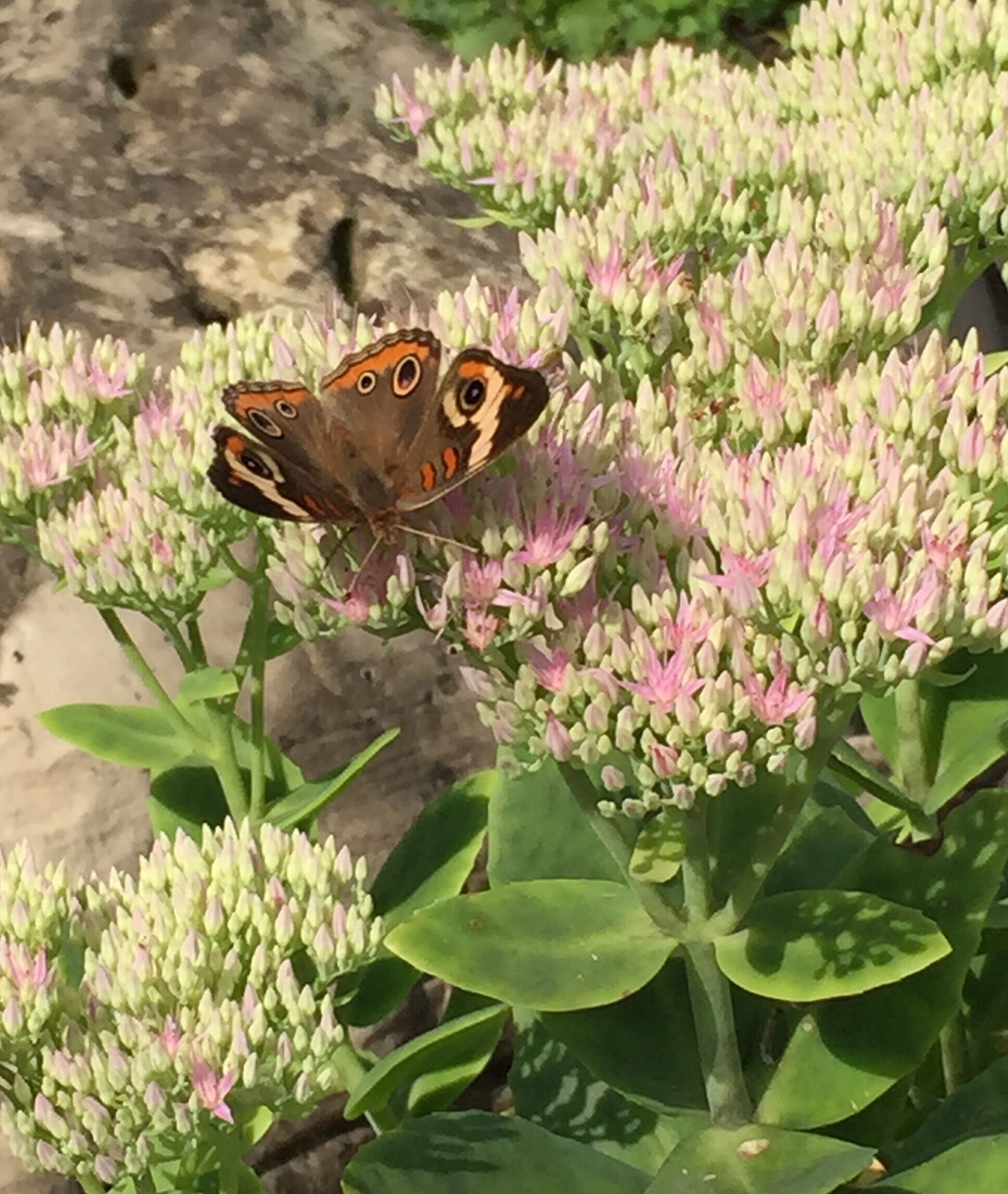 Flower and butterfly on a hot August day