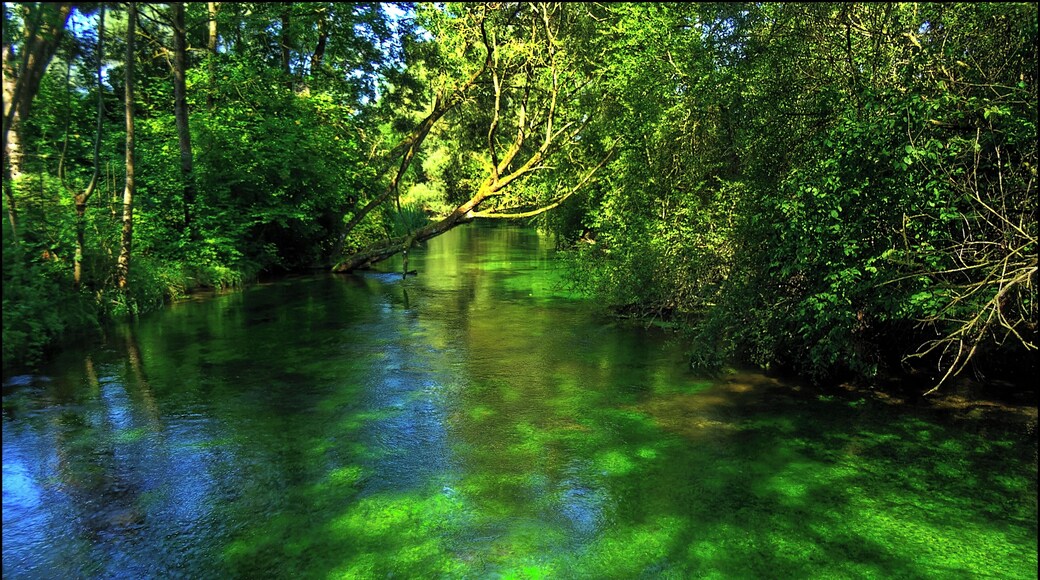 Cristal clear water near Bertoldsheim, Bavaria