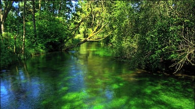 Cristal clear water near Bertoldsheim, Bavaria