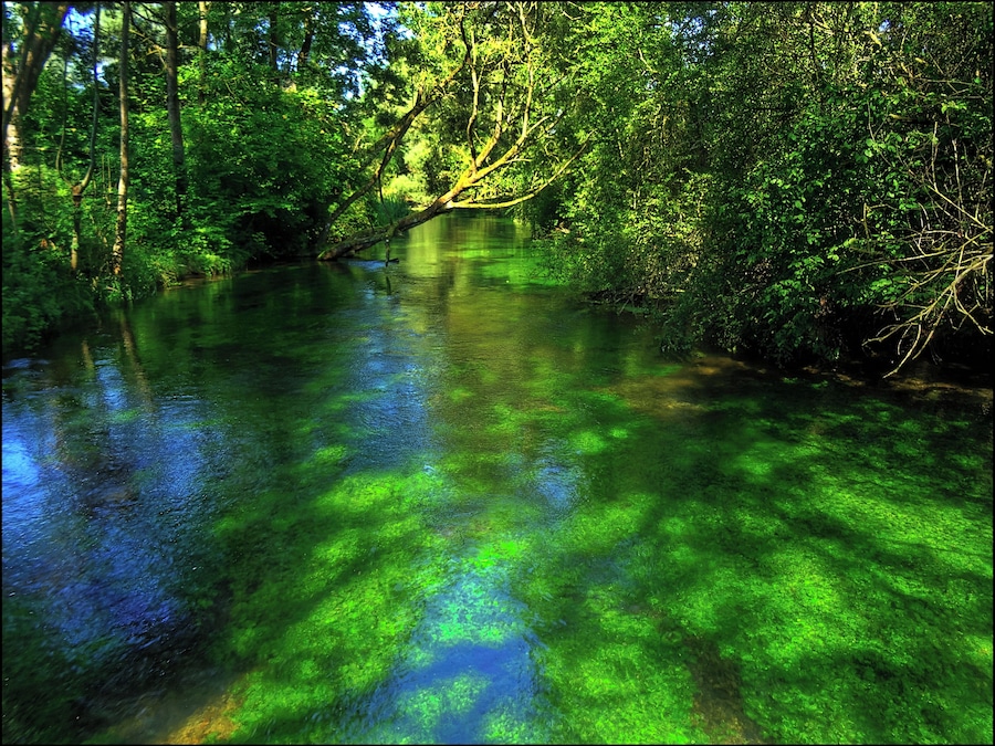 Ein Fluss, umgeben von dichtem, grünem Blätterdach, wobei Sonnenlicht durch die Bäume fällt.