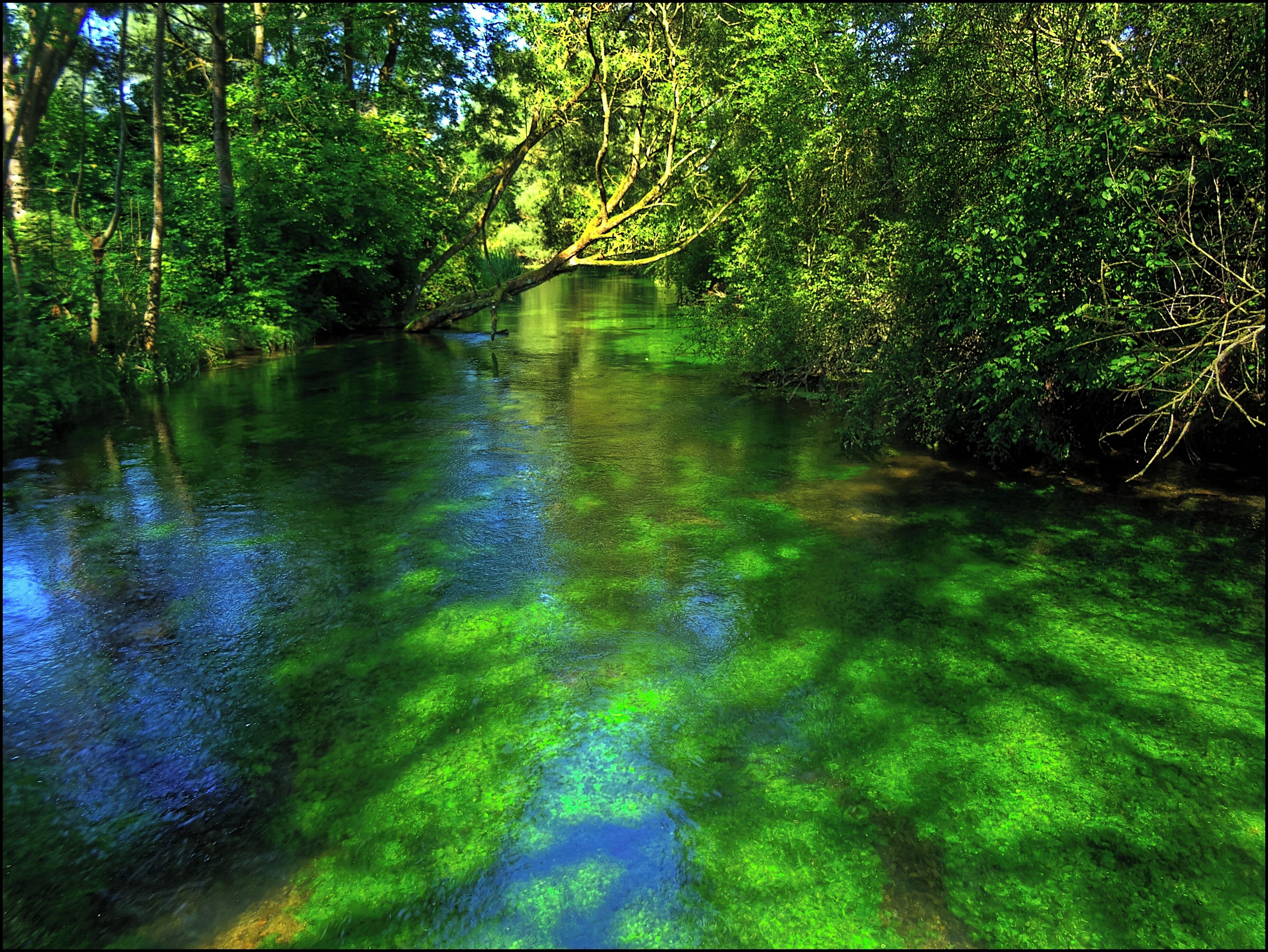 A river surrounded by dense green foliage with sunlight filtering through the trees.