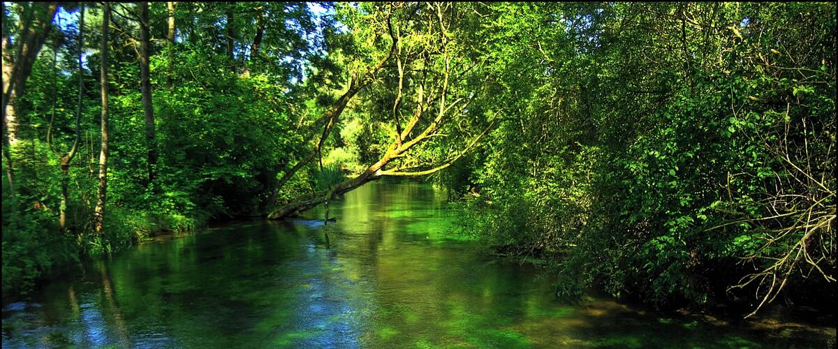 A river surrounded by dense green foliage with sunlight filtering through the trees.