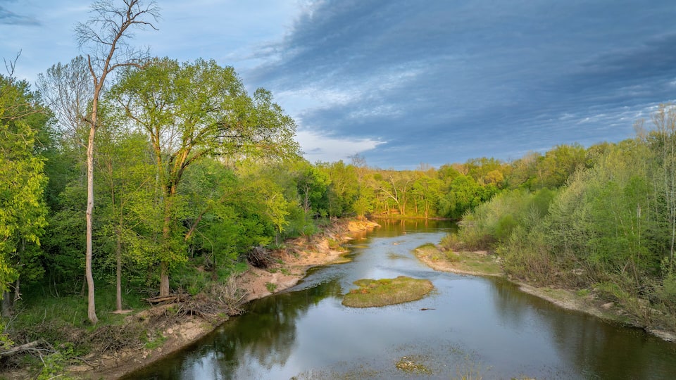 A river flowing through a forest with trees and a cloudy sky.