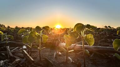 Close-up of baby soybeans at sunrise in Bates County, Missouri with corn remnants