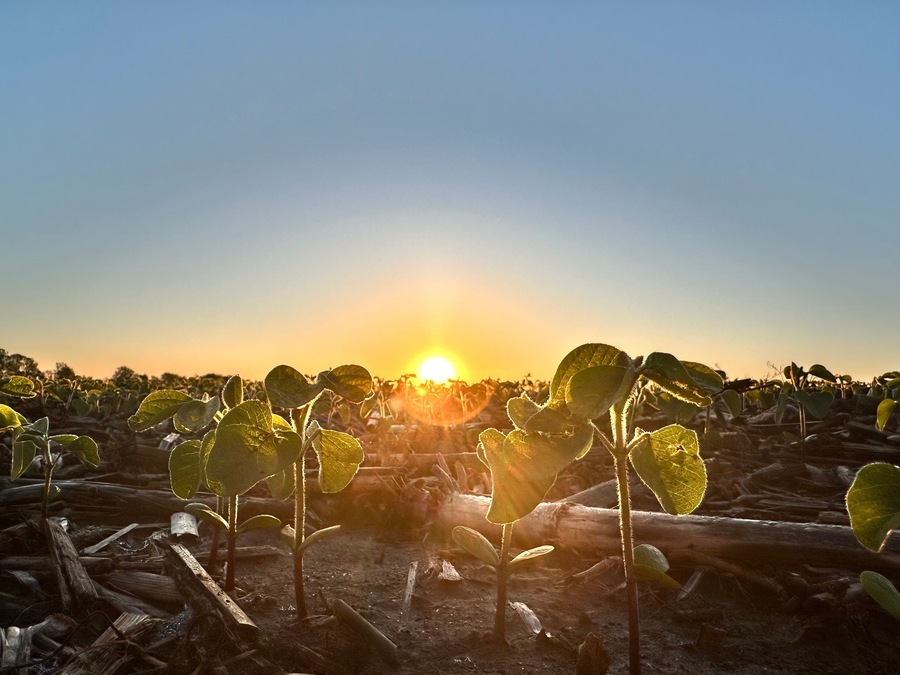 Close-up of baby soybeans at sunrise in Bates County, Missouri with corn remnants
