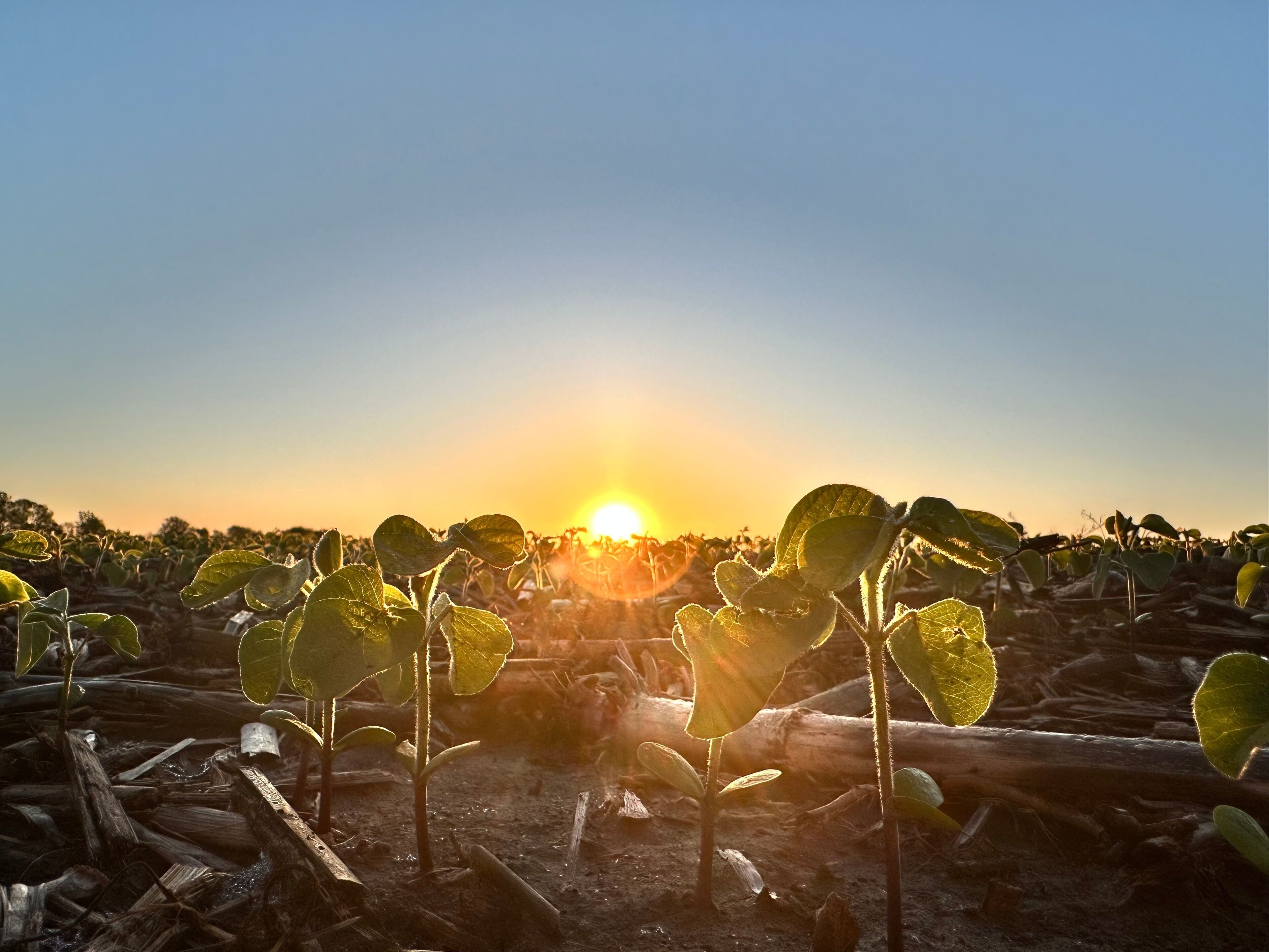 A field of young plants with the sun setting in the background.