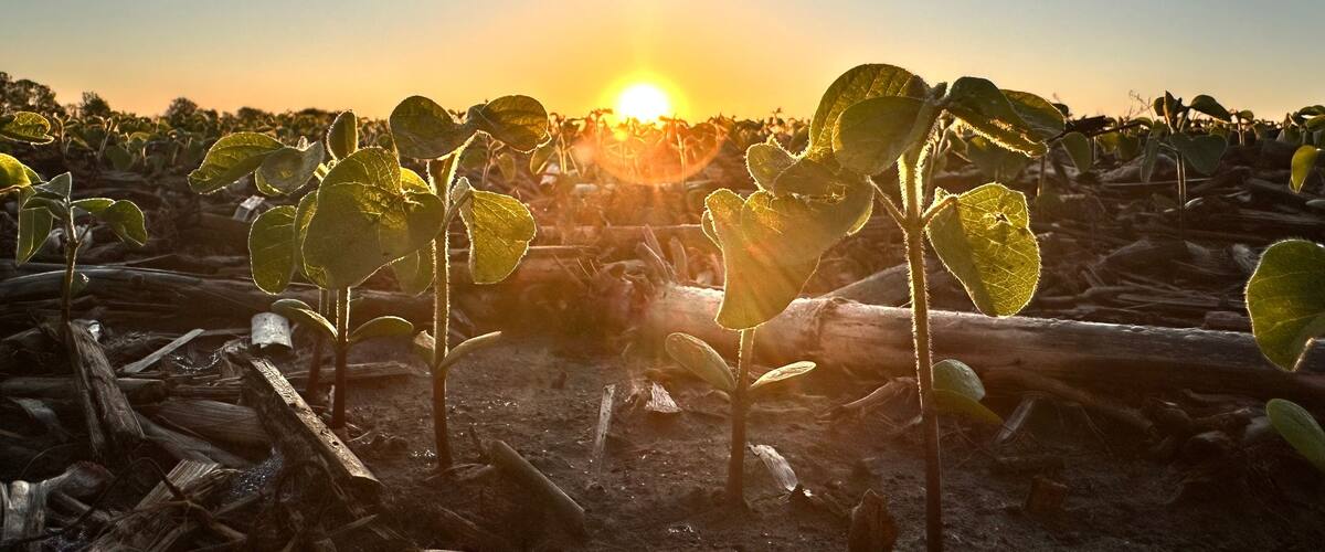 A field of young plants with the sun setting in the background.