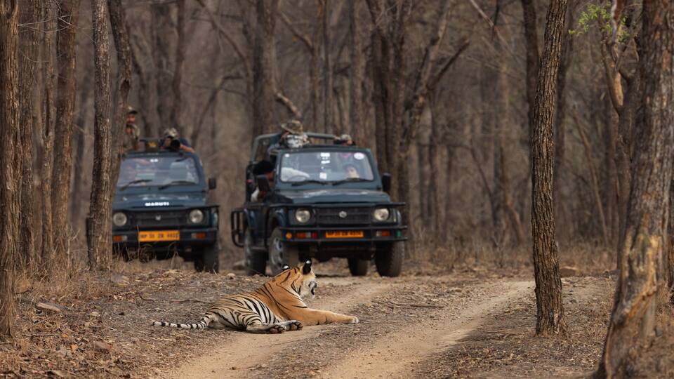 PANNA, INDIA-MAY 07: Tourist on Safari jeeps watching a tiger resting in the middle of the road at Panna Tiger Reserve, Madhya Pradesh, India on May 07, 2024
