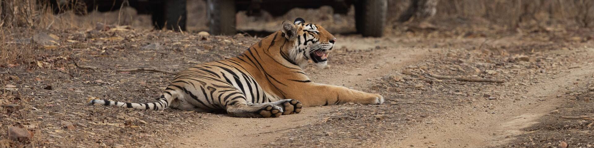 PANNA, INDIA-MAY 07: Tourist on Safari jeeps watching a tiger resting in the middle of the road at Panna Tiger Reserve, Madhya Pradesh, India on May 07, 2024