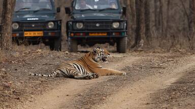 A tiger lying on a dirt path with two vehicles in the background.