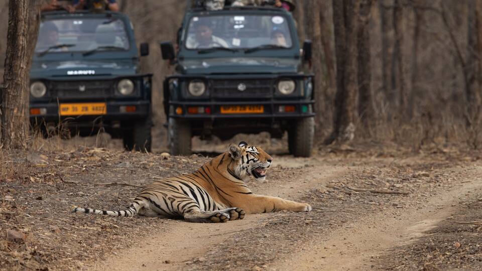 PANNA, INDIA-MAY 07: Tourist on Safari jeeps watching a tiger resting in the middle of the road at Panna Tiger Reserve, Madhya Pradesh, India on May 07, 2024